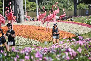 BIB: 
                            <button type="button" onclick="openModal(27794305)" class="btn btn-primary btn-sm float-right btn-popup" data-toggle="modal" data-target=".modal-high-quality">
                        <i class="fas fa-shopping-cart"></i> Add to Cart
                    </button>
                                            <button type="button" onclick="isThisMe(27794305, true)" class="btn btn-success btn-sm float-right btn-popup btn-isme hidden" data-toggle="tooltip" data-placement="bottom" title="นี่คือรูปของคุณใช่ไหม คลิกที่นี่เพื่อเอาเข้าอัลบั้ม">
                        <i class="fas fa-plus"></i> Add to album
                    </button>
                    <button type="button" onclick="isThisMe(27794305, false)" class="btn btn-warning btn-sm float-right btn-popup btn-isnotme hidden">
                        <i class="fas fa-ban"></i> Remove from album
                    </button>